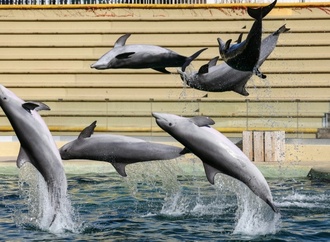 Bei Delfinshow in Duisburger Zoo: Drei Aktivisten springen in Becken