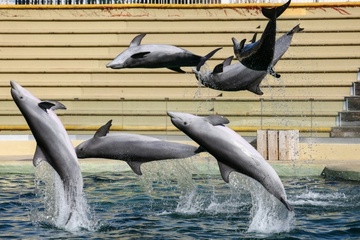 Bei Delfinshow in Duisburger Zoo: Drei Aktivisten springen in Becken