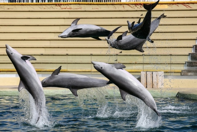 Bei Delfinshow in Duisburger Zoo: Drei Aktivisten springen in Becken