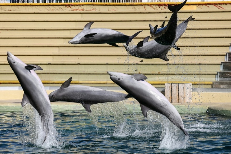 Bei Delfinshow in Duisburger Zoo: Drei Aktivisten springen in Becken