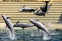 Bei Delfinshow in Duisburger Zoo: Drei Aktivisten springen in Becken