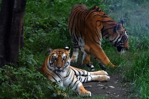 Erhebung: Tigerpopulation in Nepal auf 429 gestiegen