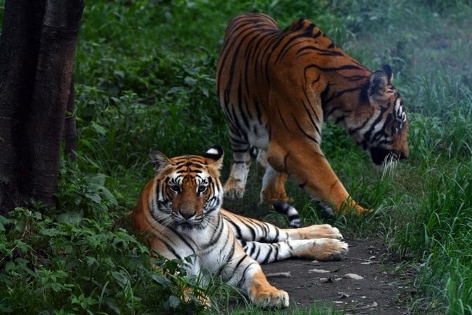 Erhebung: Tigerpopulation in Nepal auf 429 gestiegen