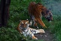 Erhebung: Tigerpopulation in Nepal auf 429 gestiegen