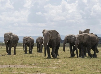 In Nationalpark in Kenia verendete Elefanten erlagen offenbar Pestizid-Vergiftung