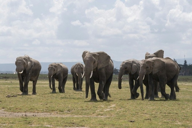 In Nationalpark in Kenia verendete Elefanten erlagen offenbar Pestizid-Vergiftung