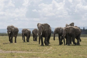 In Nationalpark in Kenia verendete Elefanten erlagen offenbar Pestizid-Vergiftung
