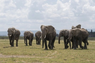 In Nationalpark in Kenia verendete Elefanten erlagen offenbar Pestizid-Vergiftung