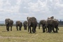 In Nationalpark in Kenia verendete Elefanten erlagen offenbar Pestizid-Vergiftung