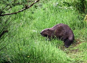 Baum gefällt: Biber blockiert in Sachsen vorübergehend Bahngleise