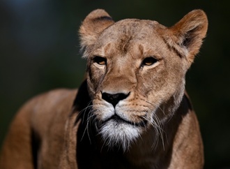 Vermutlich Hitzschlag: Drei Löwinnen in Zoo in Tokio gestorben