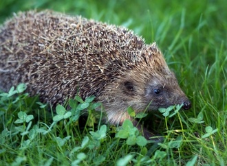 Stacheliger Eindringling: Igel löst Einbruchalarm in Supermarkt in Hessen aus