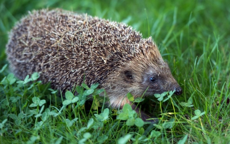 Stacheliger Eindringling: Igel löst Einbruchalarm in Supermarkt in Hessen aus