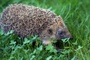 Stacheliger Eindringling: Igel löst Einbruchalarm in Supermarkt in Hessen aus
