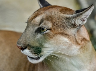 Studie: Mehr Pumas - weniger Verkehrsunfälle mit Rehen