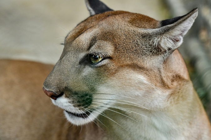 Studie: Mehr Pumas - weniger Verkehrsunfälle mit Rehen