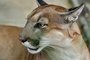 Studie: Mehr Pumas - weniger Verkehrsunfälle mit Rehen