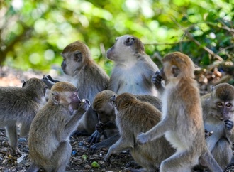 18 Menschen verletzt: Tierfänger fangen in Indonesien aggressiven Affen ein