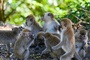 18 Menschen verletzt: Tierfänger fangen in Indonesien aggressiven Affen ein