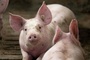 Mehr als tausend Schweine bei Stallbrand in Bayern verendet