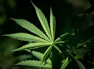 Polizei entdeckt Cannabisplantage mit mehr als 900 Pflanzen in Kerpen - Festnahme