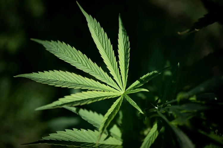 Polizei entdeckt Cannabisplantage mit mehr als 900 Pflanzen in Kerpen - Festnahme