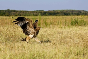 Seltene Art: Entführter Kaiseradler zurück in der serbischen Wildnis