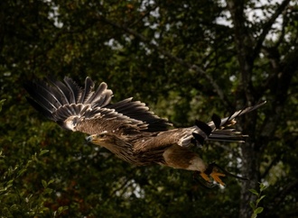 Seltene Art: Entführter Kaiseradler zurück in der serbischen Wildnis