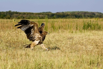 Seltene Art: Entführter Kaiseradler zurück in der serbischen Wildnis