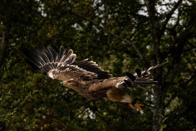 Seltene Art: Entführter Kaiseradler zurück in der serbischen Wildnis