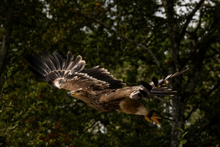 Seltene Art: Entführter Kaiseradler zurück in der serbischen Wildnis