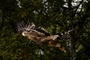 Seltene Art: Entführter Kaiseradler zurück in der serbischen Wildnis