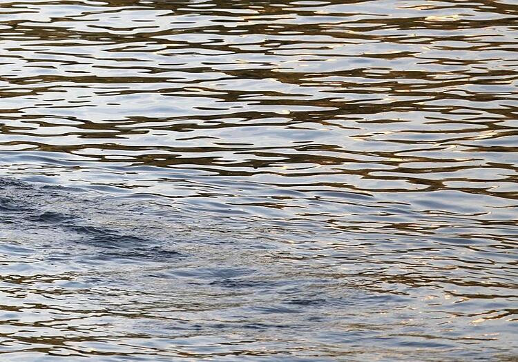 BUND kritisiert Umgang mit Niedrigwasser scharf