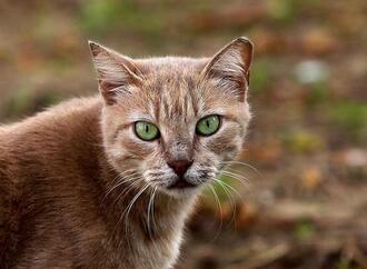 Tierärzte fordern bundesweite Kastrationspflicht für Katzen