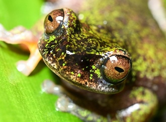 Winzig und nachtaktiv: Forscher in Costa Rica entdecken neue Froschart in Kaffeeplantagen