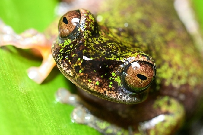 Winzig und nachtaktiv: Forscher in Costa Rica entdecken neue Froschart in Kaffeeplantagen