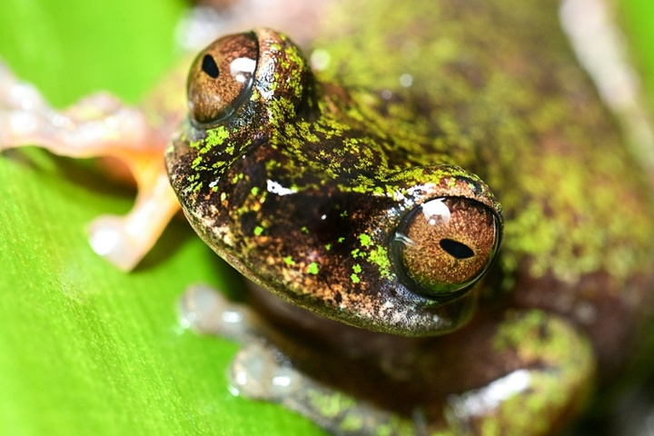 Winzig und nachtaktiv: Forscher in Costa Rica entdecken neue Froschart in Kaffeeplantagen