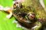 Winzig und nachtaktiv: Forscher in Costa Rica entdecken neue Froschart in Kaffeeplantagen