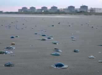 Quallenplage zwingt EDF in Frankreich zur Abschaltung von drei Akw-Blöcken