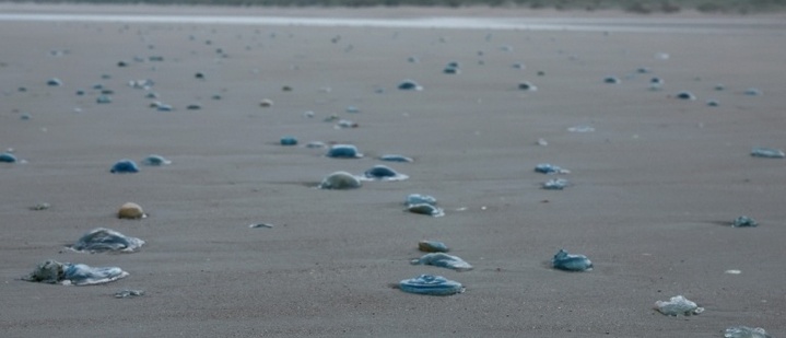 Quallenplage zwingt EDF in Frankreich zur Abschaltung von drei Akw-Blöcken