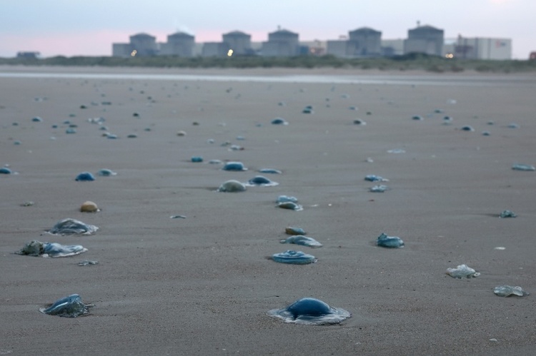 Quallenplage zwingt EDF in Frankreich zur Abschaltung von drei Akw-Blöcken