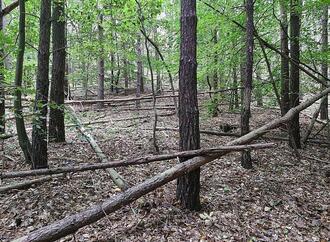 Waldbesitzer warnen vor zu viel Totholz