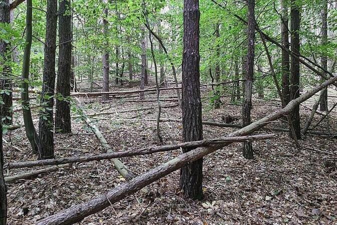 Waldbesitzer warnen vor zu viel Totholz