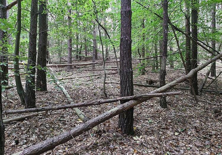 Waldbesitzer warnen vor zu viel Totholz