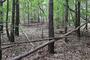 Waldbesitzer warnen vor zu viel Totholz