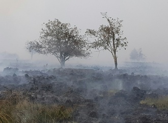 Waldbrände: SPD nimmt Strafverschärfung für Brandstiftung ins Visier