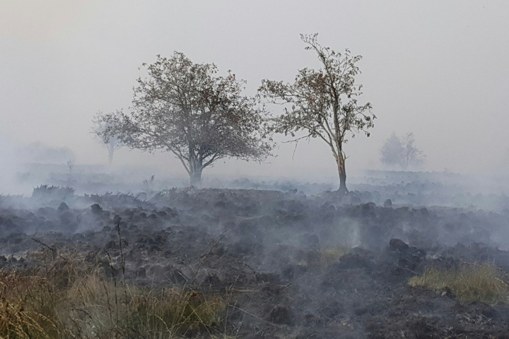 Waldbrände: SPD nimmt Strafverschärfung für Brandstiftung ins Visier