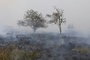 Waldbrände: SPD nimmt Strafverschärfung für Brandstiftung ins Visier