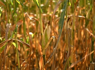 Landwirtschaftsminister Rainer: Lebensmittel werden wegen Dürre nicht sofort teurer