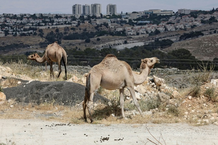 Berlin, London, Rom und Paris: Israel muss Siedlungspläne für Westjordanland zurücknehmen